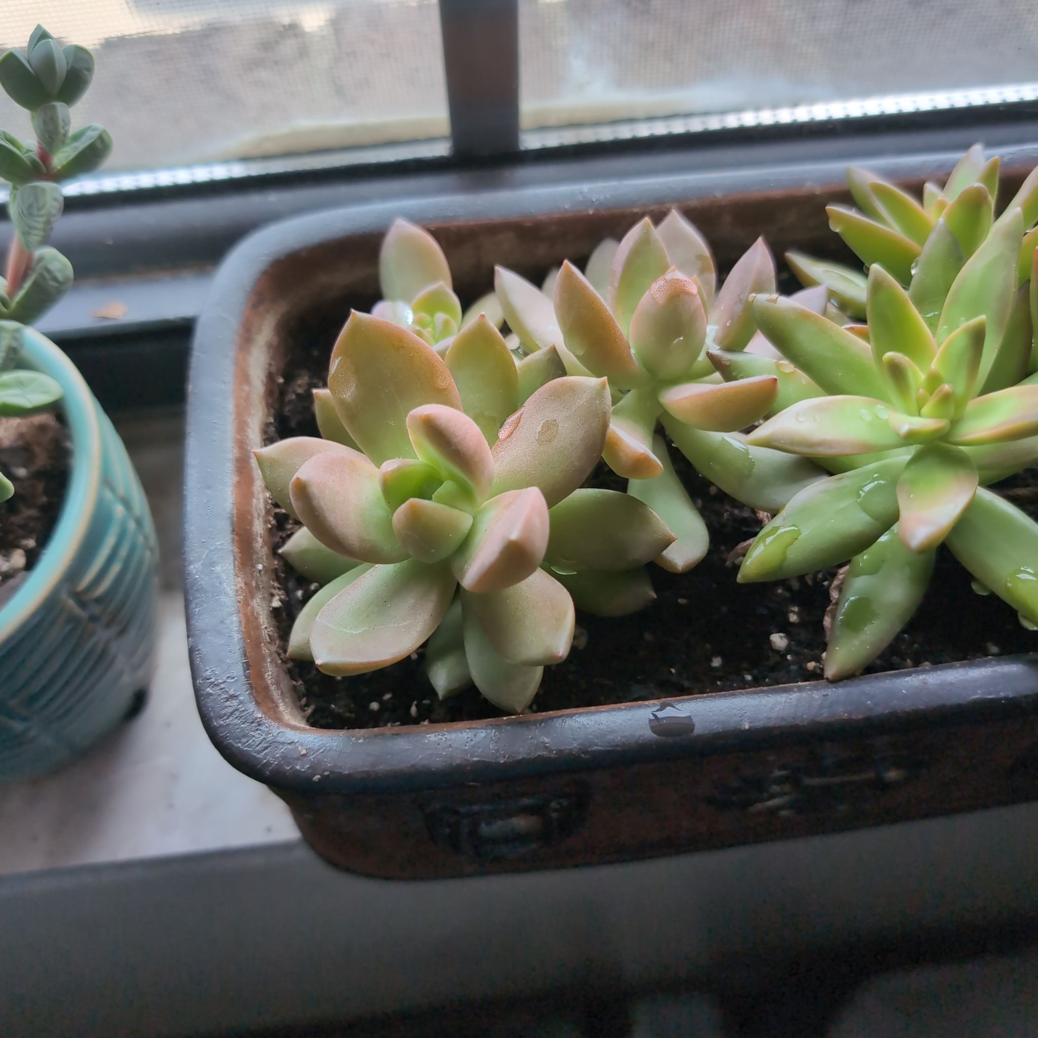 Graptosedum 'Copper Glow' succulent in a rectangular pot near a window.