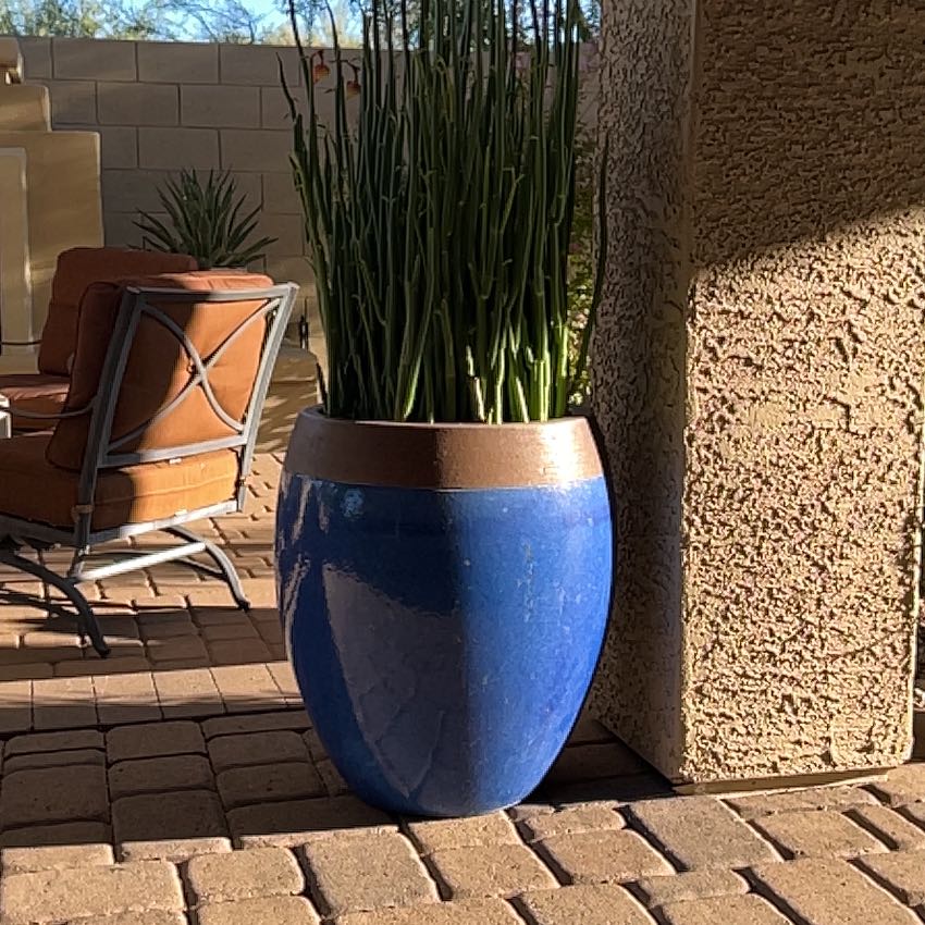 Potted Slipper Plant in a blue pot on a patio with furniture in the background.