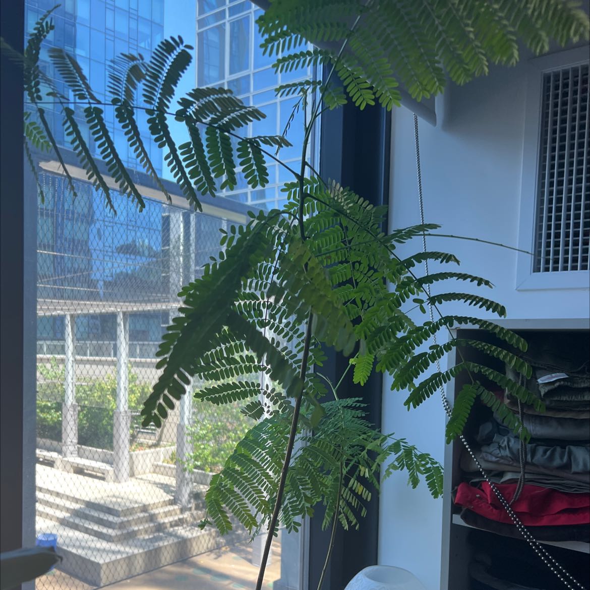 Silk Tree (Albizia julibrissin) indoors near a window with green, feathery leaves.