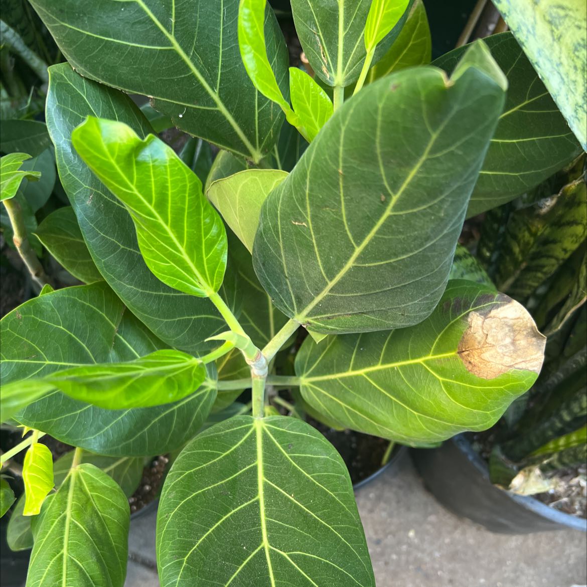 Audrey Ficus plant with broad, dark green leaves and a brown spot on one leaf.