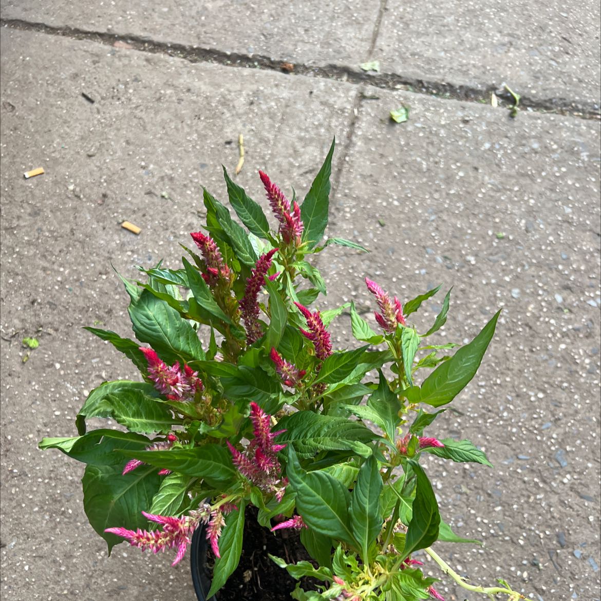 Healthy red Cockscomb plant with lush green leaves growing out of a crack in concrete.