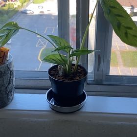 Photo of the plant species Calathea 'Zebra Plant' by @YeahRedbean named Einstein on Greg, the plant care app