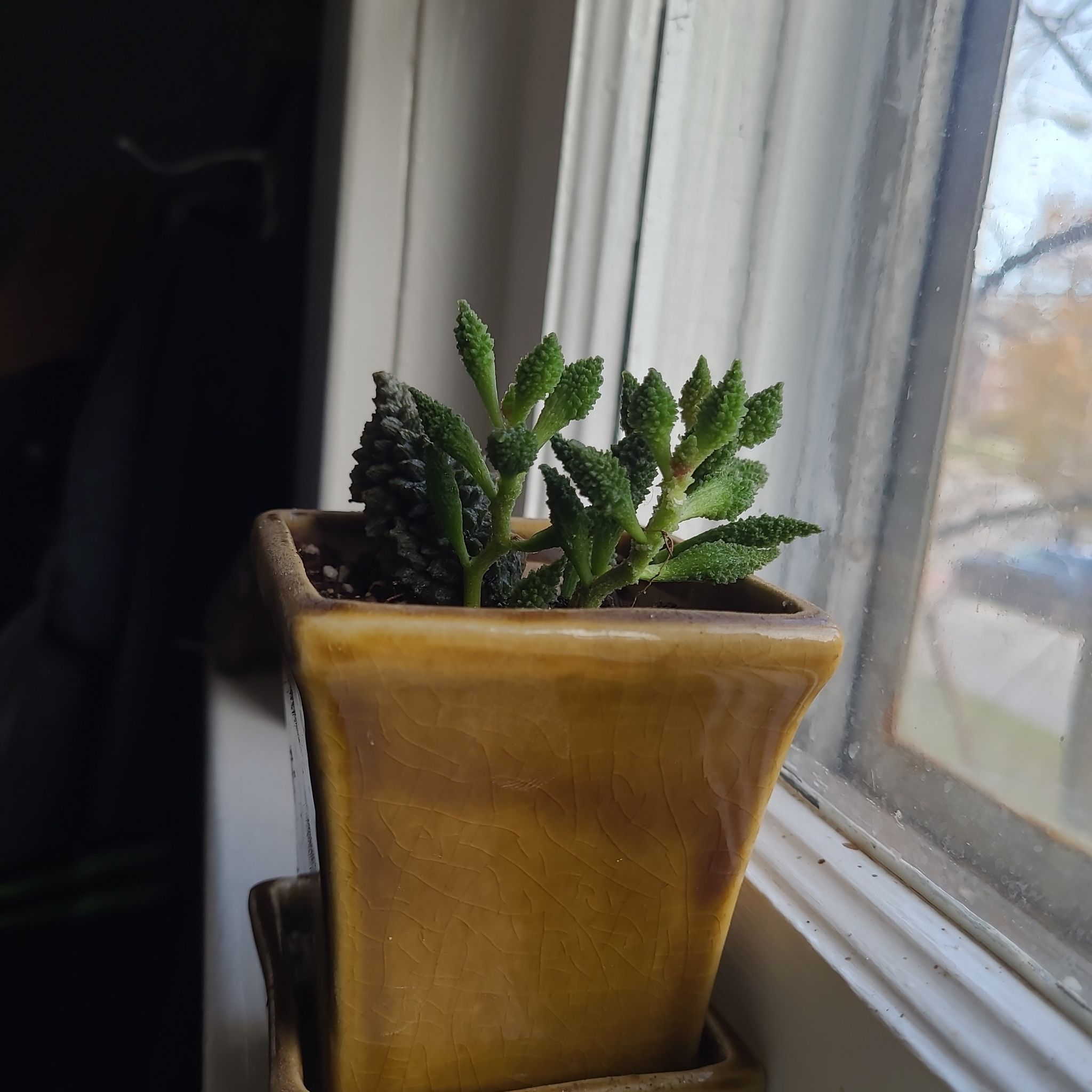 Photo of the plant species Adromischus Herrei by @AmberMallow named Costasiella on Greg, the plant care app