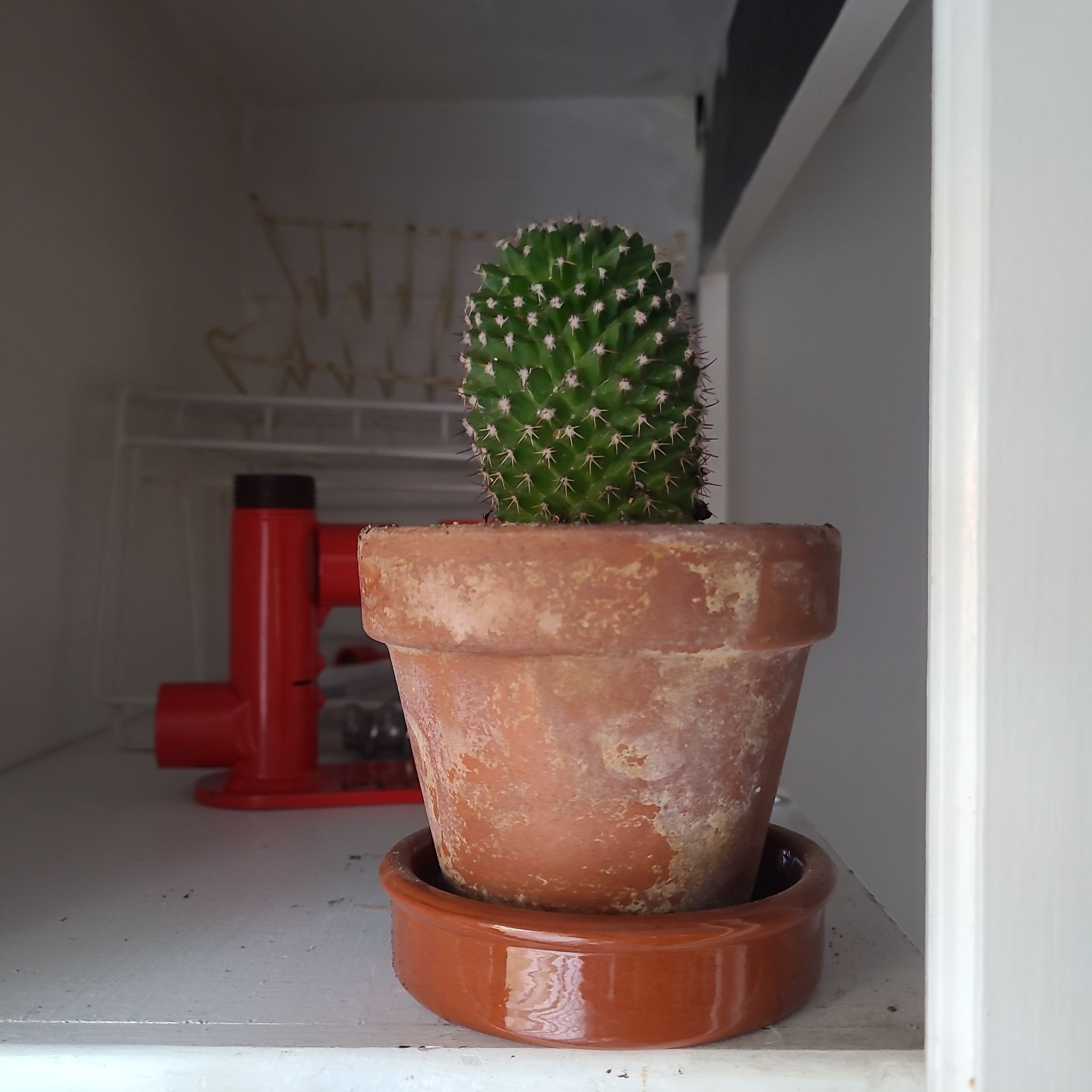 Photo of the plant species Mammillaria polythele 'Inermis' by @AmberMallow named Pomme on Greg, the plant care app