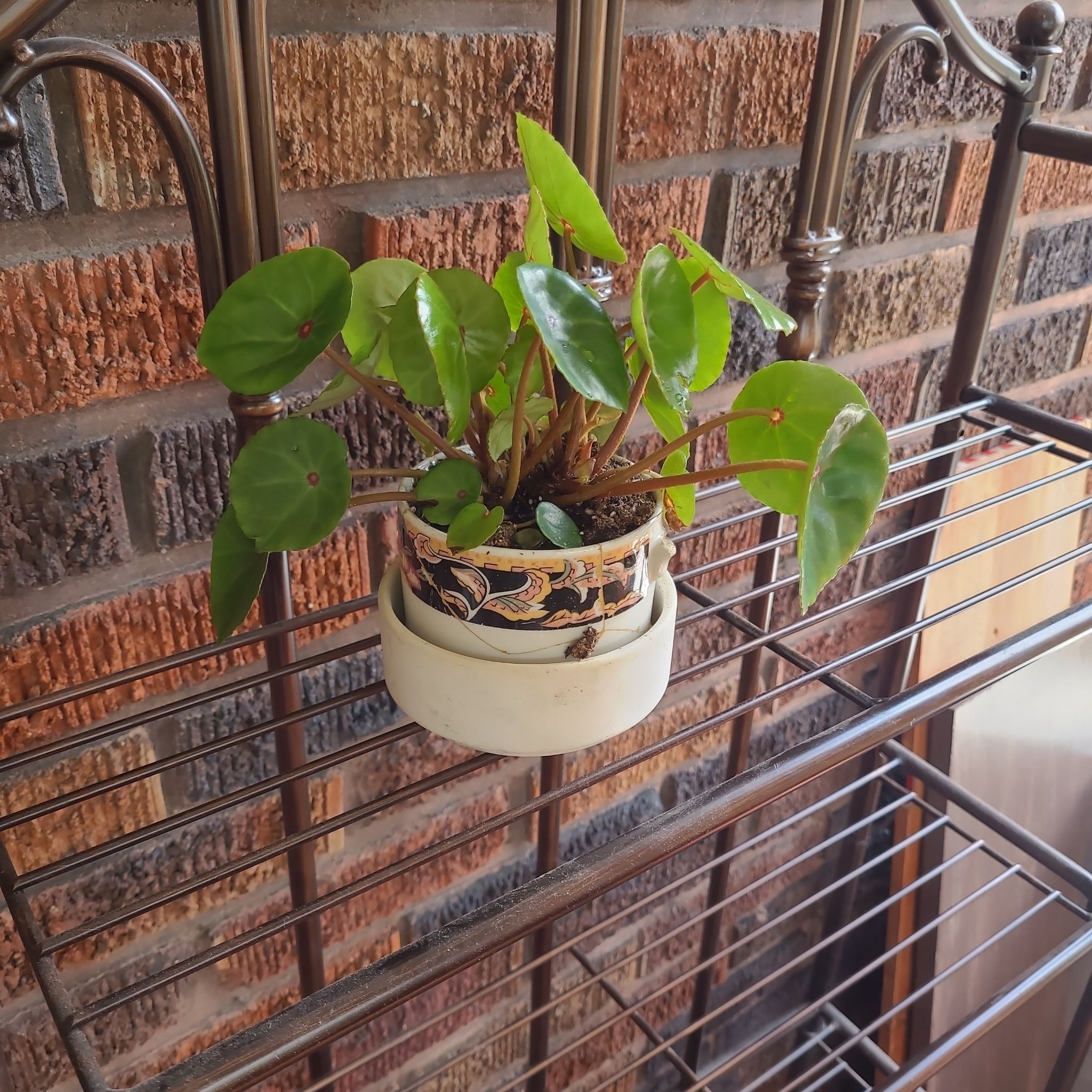 Photo of the plant species Red Ruby Begonia by @AmberMallow named Marengo on Greg, the plant care app