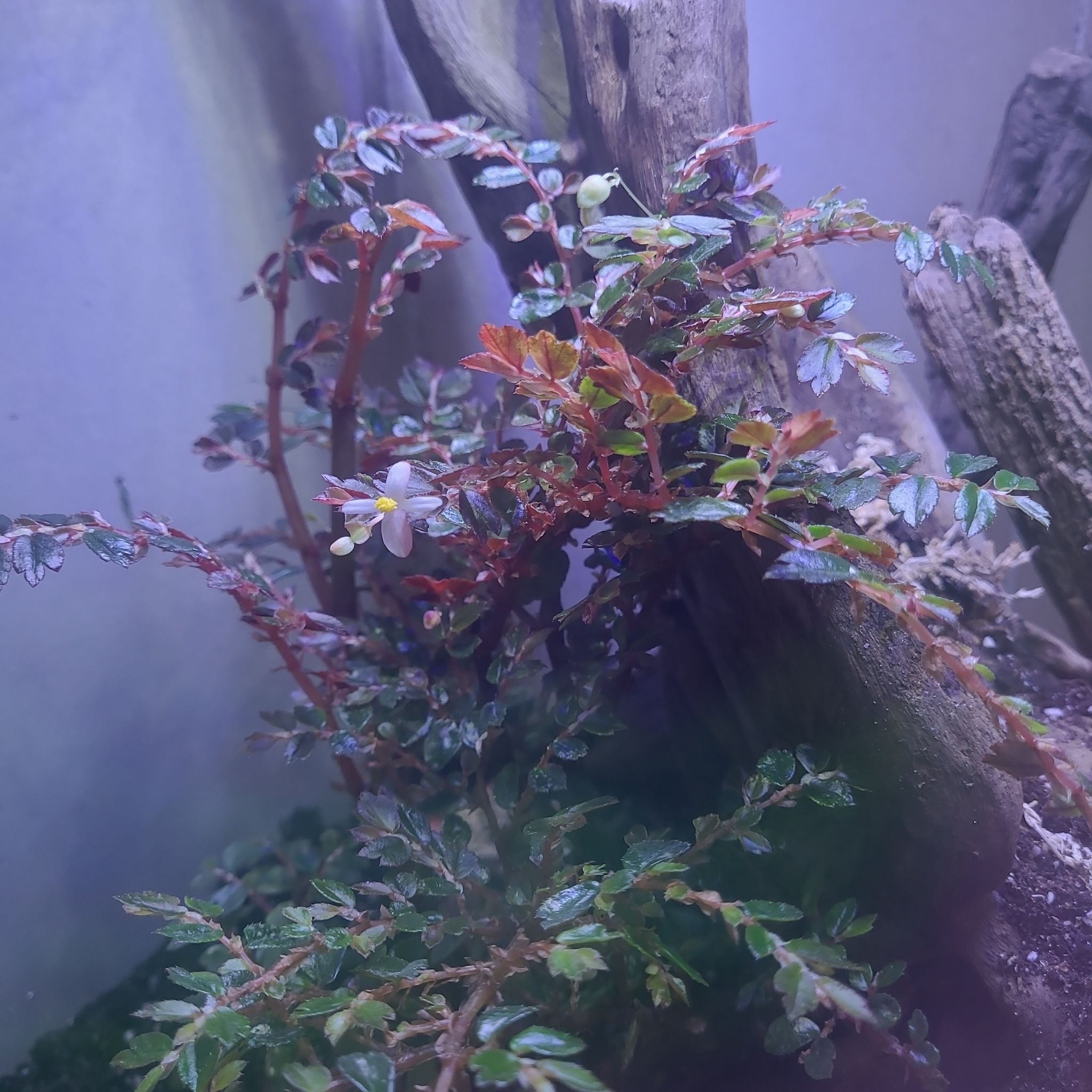 Photo of the plant species Begonia foliosa by @AmberMallow named Portia on Greg, the plant care app