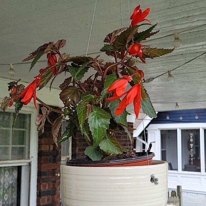 Photo of the plant species Begonia boliviensis by @AmberMallow named Fuschia on Greg, the plant care app