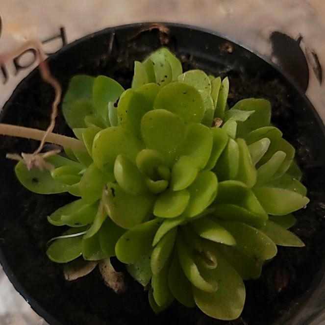 Photo of the plant species butterwort by @AmberMallow named Pyaari on Greg, the plant care app