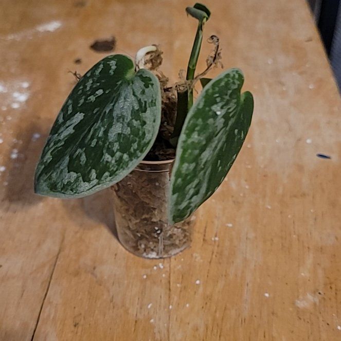 Photo of the plant species Scindapsus 'Silvery Anne' by @AmberMallow named Bullion on Greg, the plant care app