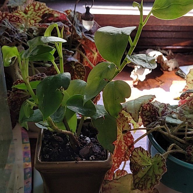Photo of the plant species Begonia molleri by @AmberMallow named Plato on Greg, the plant care app