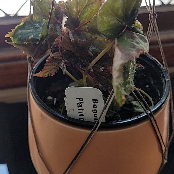 Photo of the plant species Begonia 'Gryphon' by @AmberMallow named Helio on Greg, the plant care app
