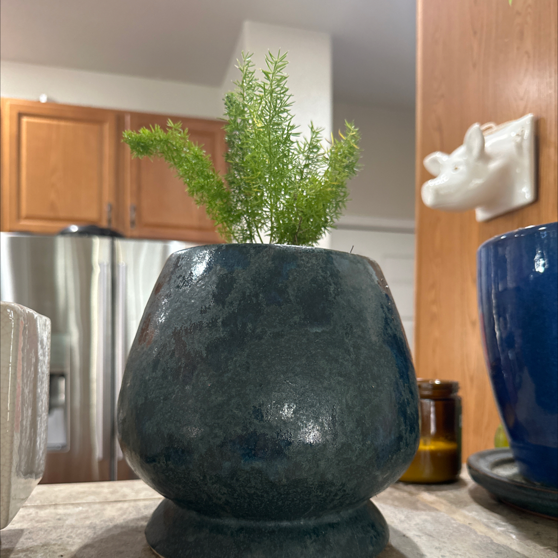 Ming Fern in a dark-colored pot placed indoors with a kitchen background.