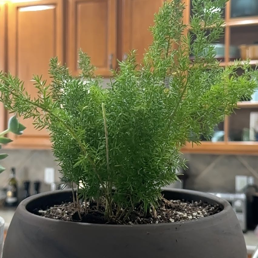 Ming Fern plant in a pot indoors with visible soil and vibrant green foliage.