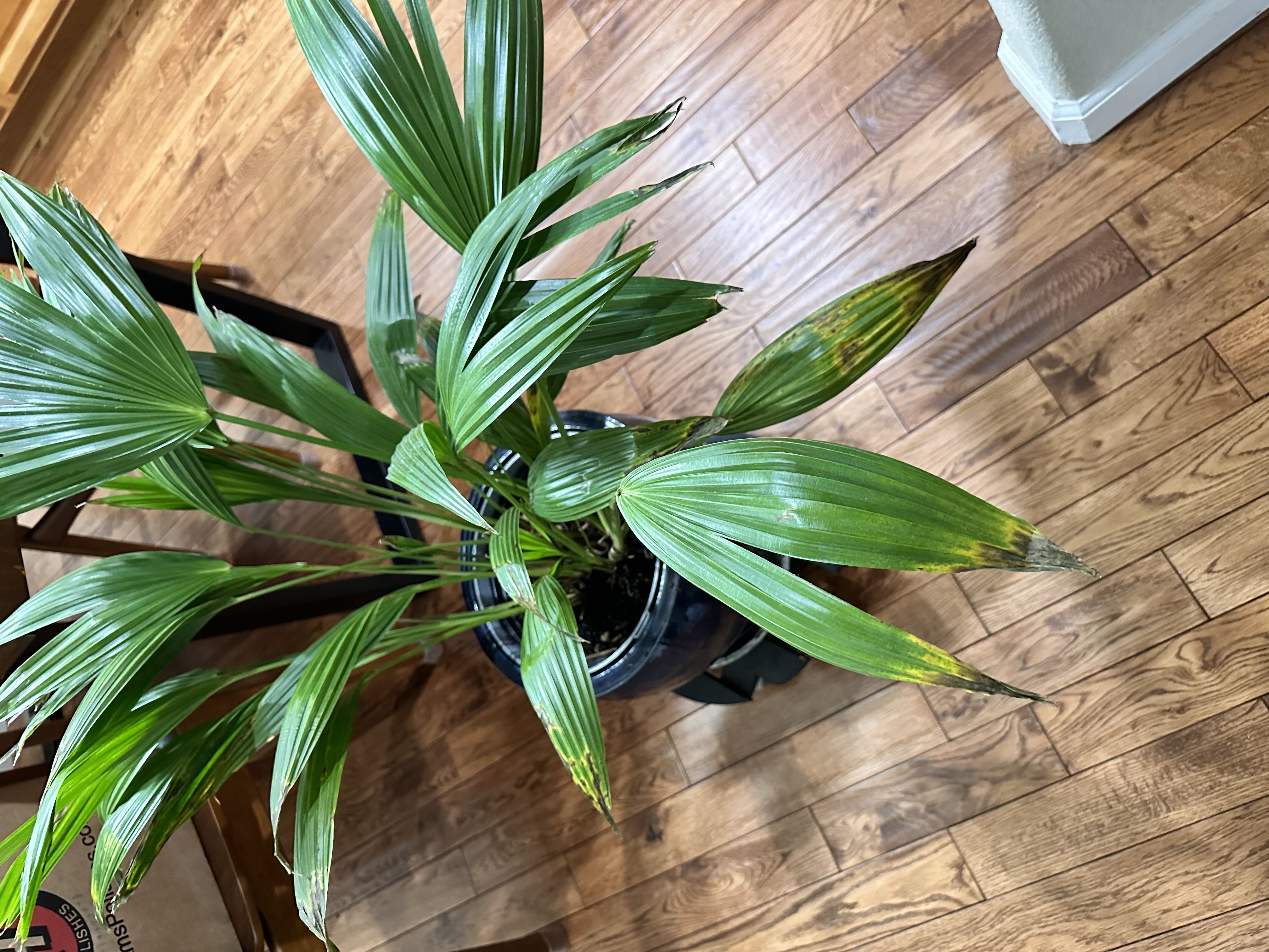 Why Are There Brown Spots On My Kentia Palm Leaves? 🍂