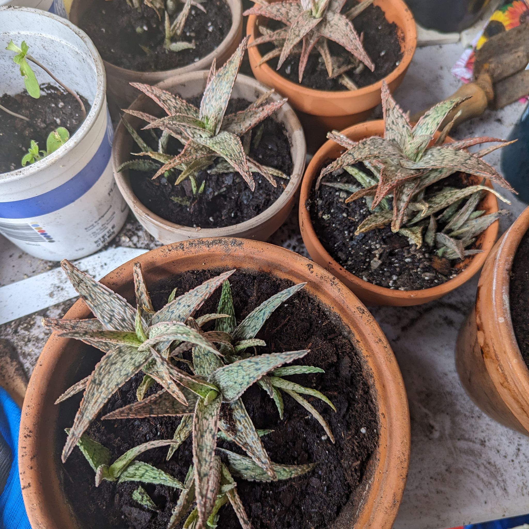 Multiple potted Pink Blush Aloe plants with visible soil, appearing healthy.