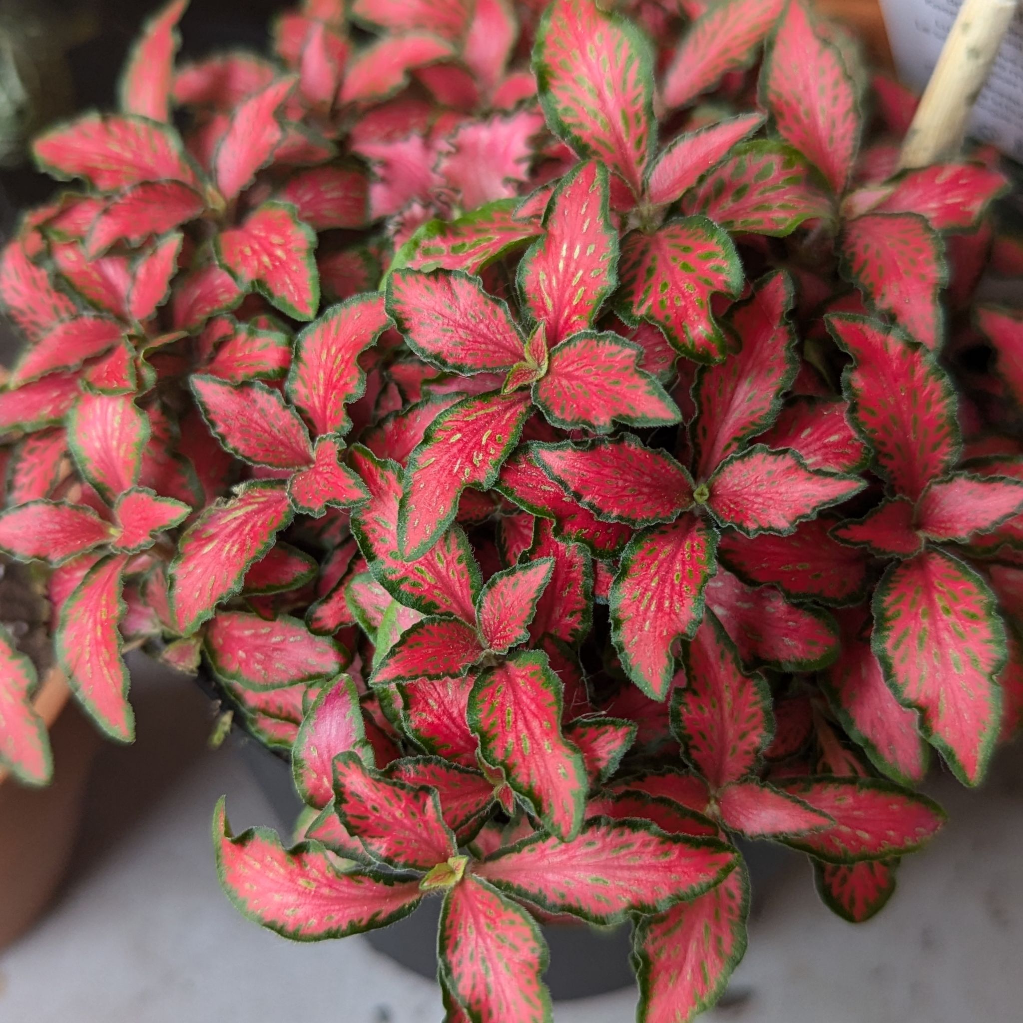 Photo of the plant species Nerve Plant Frankie by @DashingFeverfew named Frankie on Greg, the plant care app