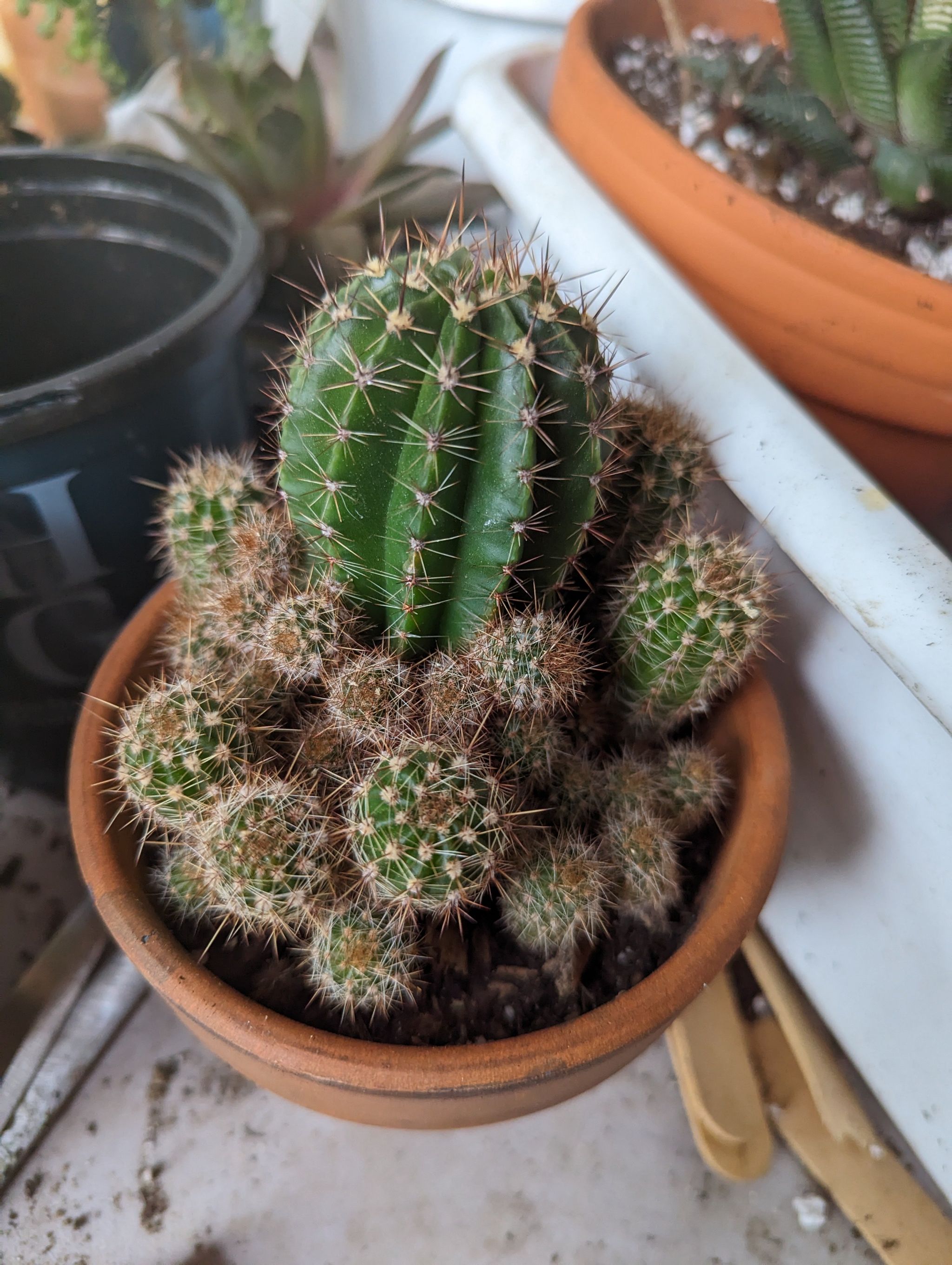 Photo of the plant species Assorted Echinopsis by @DashingFeverfew named Mochi on Greg, the plant care app