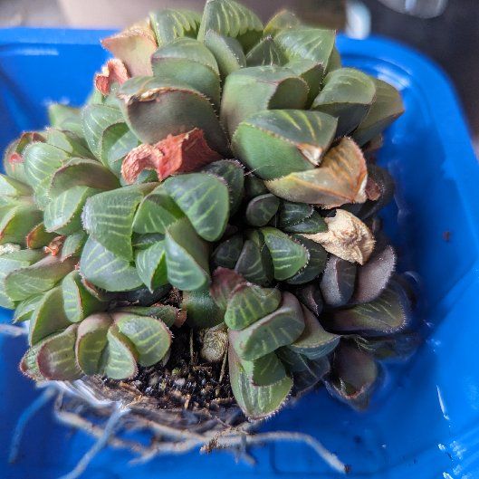 Photo of the plant species Haworthia mirabilis by @DashingFeverfew named Surya on Greg, the plant care app