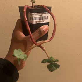 Photo of the plant species sedum by @ZarfMaypop named Plato on Greg, the plant care app
