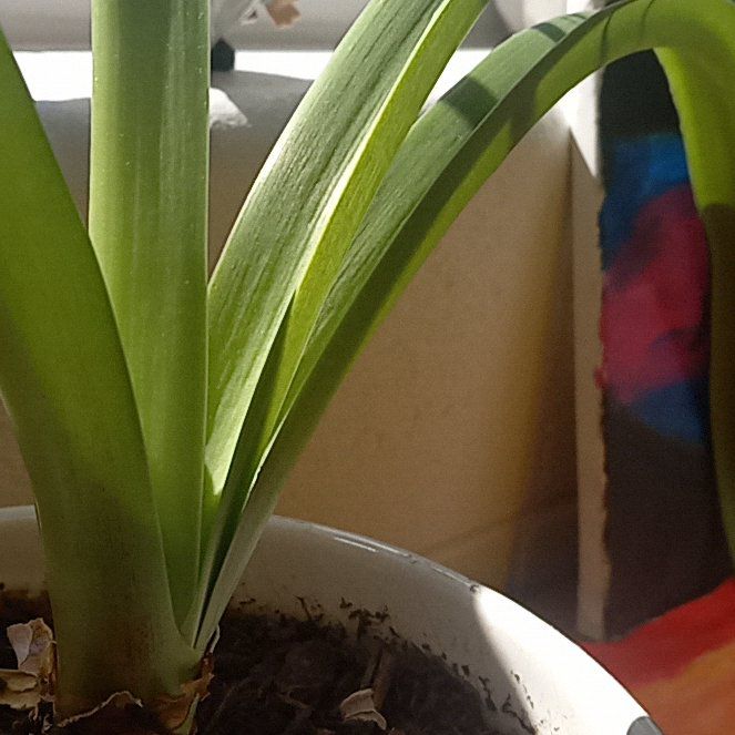 Photo of the plant species Hippeastrum 'White Nymph' by @YeveThemiller named Mochi on Greg, the plant care app