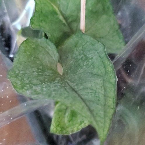 Photo of the plant species Friar's Cowl by @FamedDogrose named Duke on Greg, the plant care app