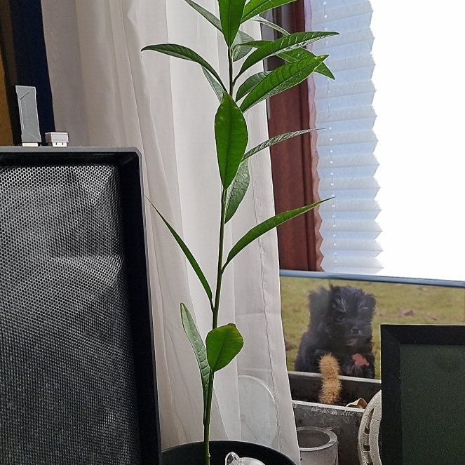 Plant care for Pequi on Greg, the plant care app