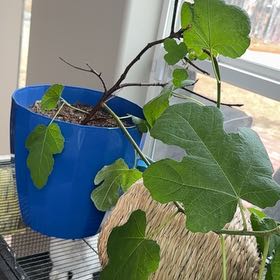 Photo of the plant species Brown Turkey Fig by @KookyHollyfern named McKinley on Greg, the plant care app