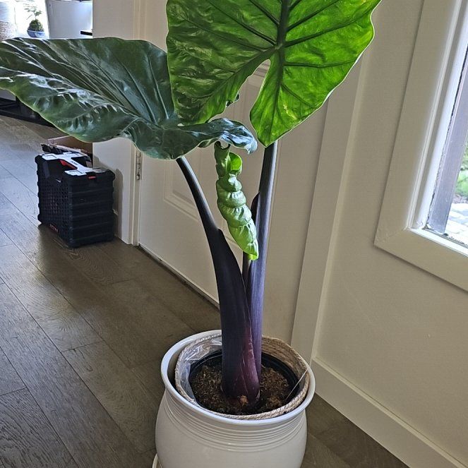 Photo of the plant species Black Macrorrhiza by @Loafywig named Forrest on Greg, the plant care app