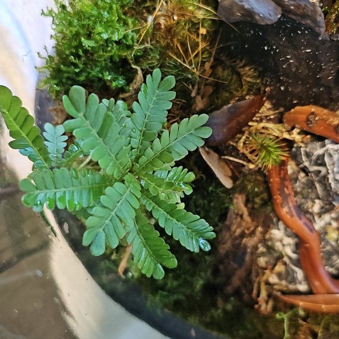 Photo of the plant species Little Tree Plant by @Loafywig named LiloStitch on Greg, the plant care app