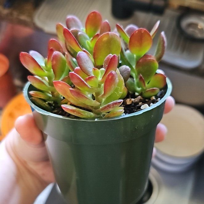 Photo of the plant species Red Jade Plant by @Loafywig named Wall-E on Greg, the plant care app