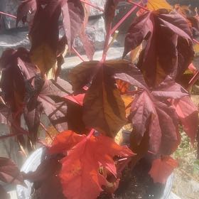 Photo of the plant species Rose Mallow by @KnightKiwifruit named Girlfrond on Greg, the plant care app