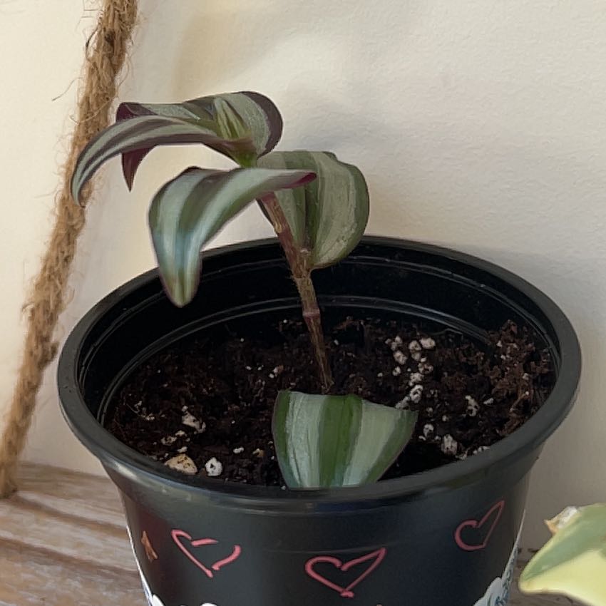 A healthy Moses-in-the-Cradle plant with vibrant green and purple striped leaves growing in a black plastic pot with pink heart designs.