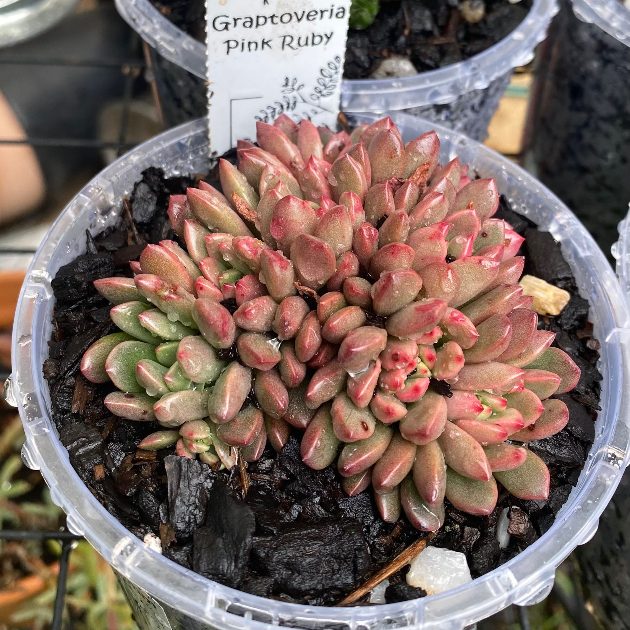 Photo of the plant species Graptoveria 'Pink Ruby' by @IdolSoybean named Messi on Greg, the plant care app