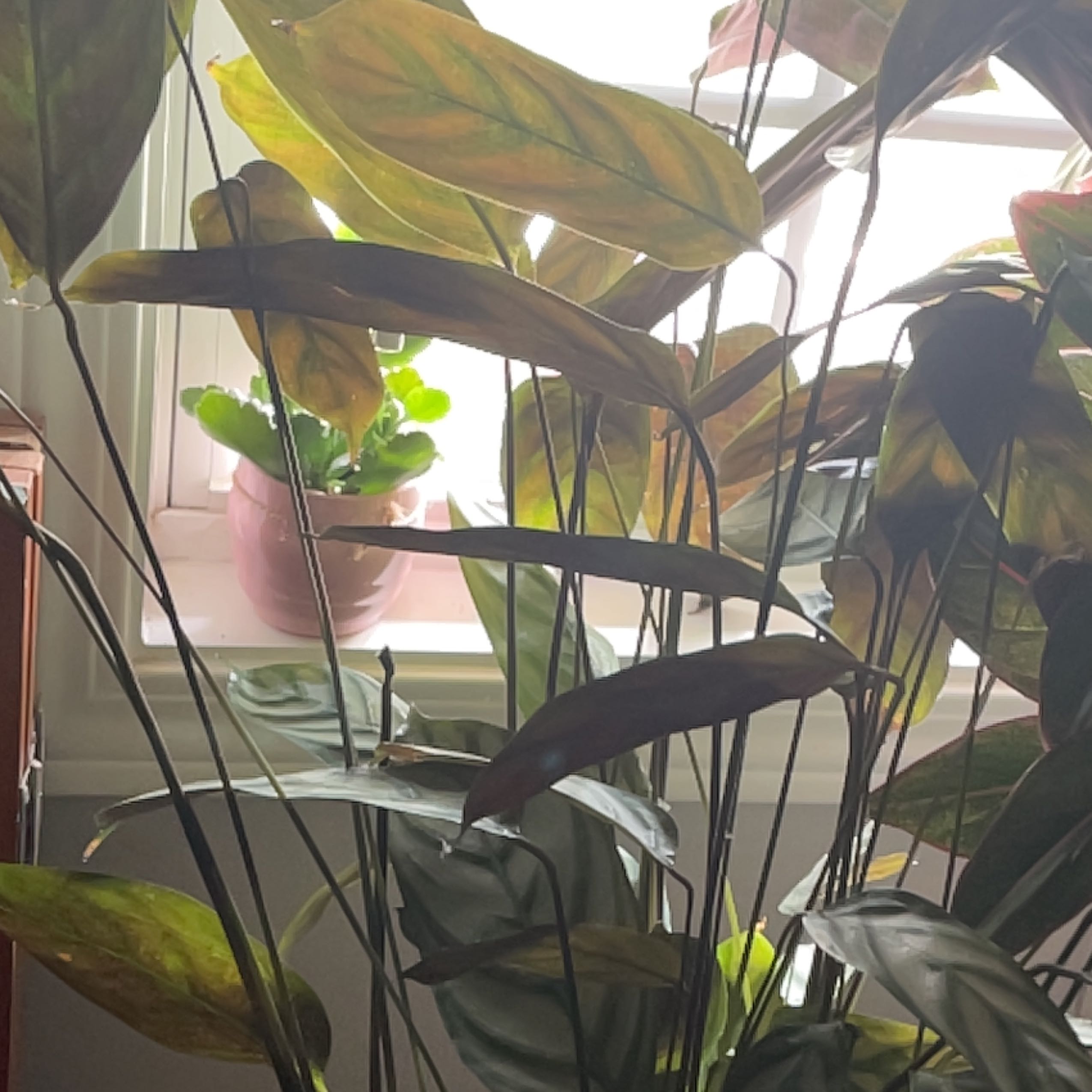 Photo of the plant species Ctenanthe 'Silver Star' by @PeakAtom named Bodhi on Greg, the plant care app
