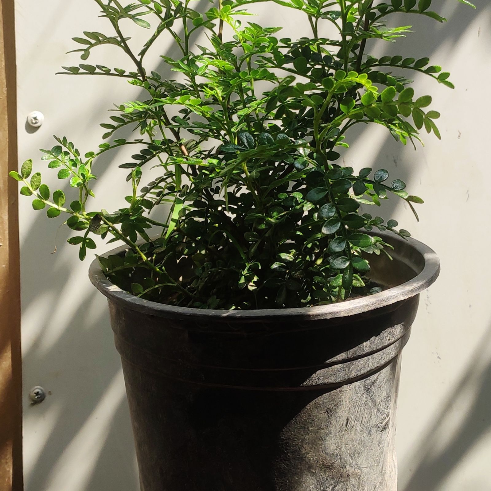 Photo of the plant species Pistacia weinmannifolia by @IntrepidNiaouli named cannella on Greg, the plant care app