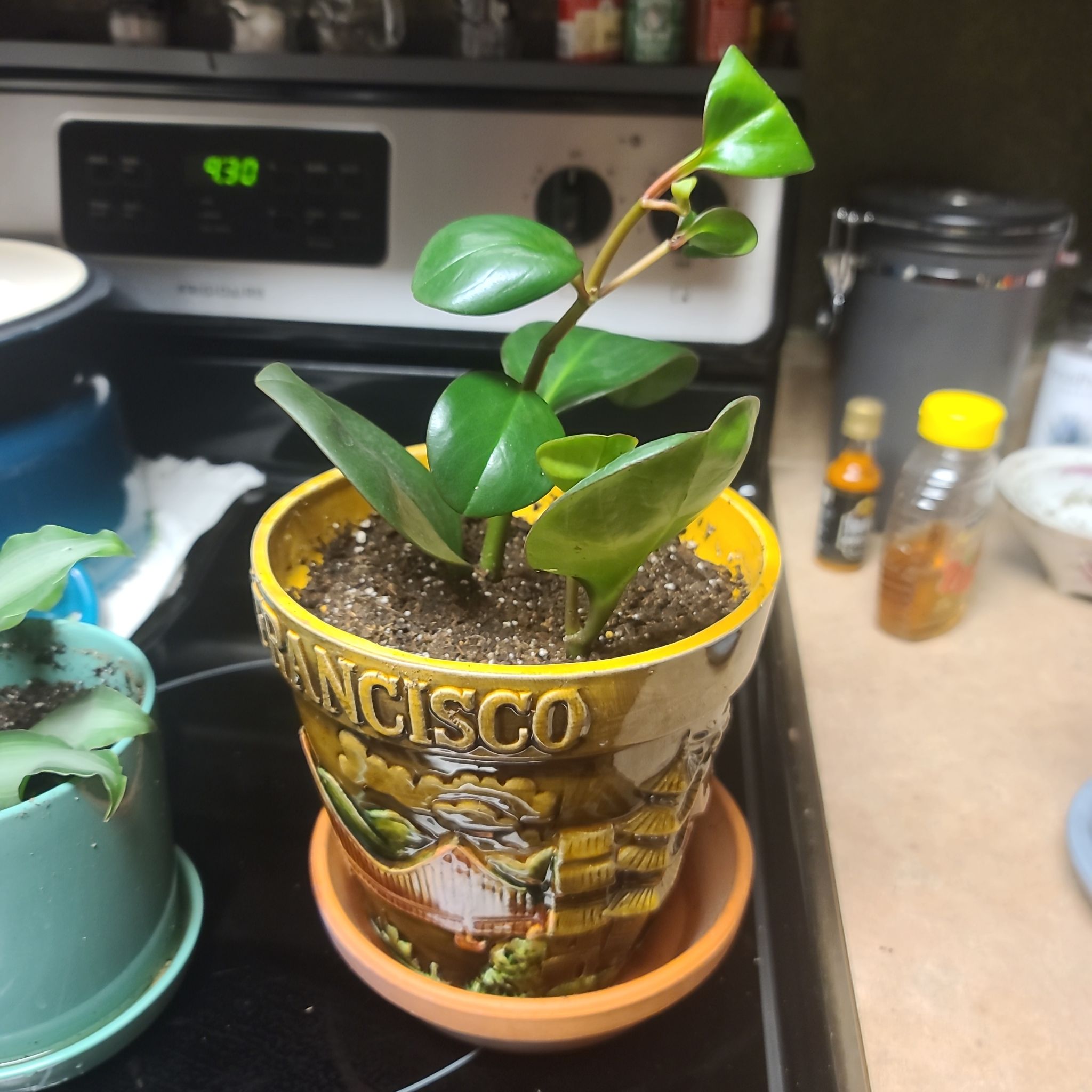 Peperomia Red Edge plant in a decorative pot on a kitchen counter.