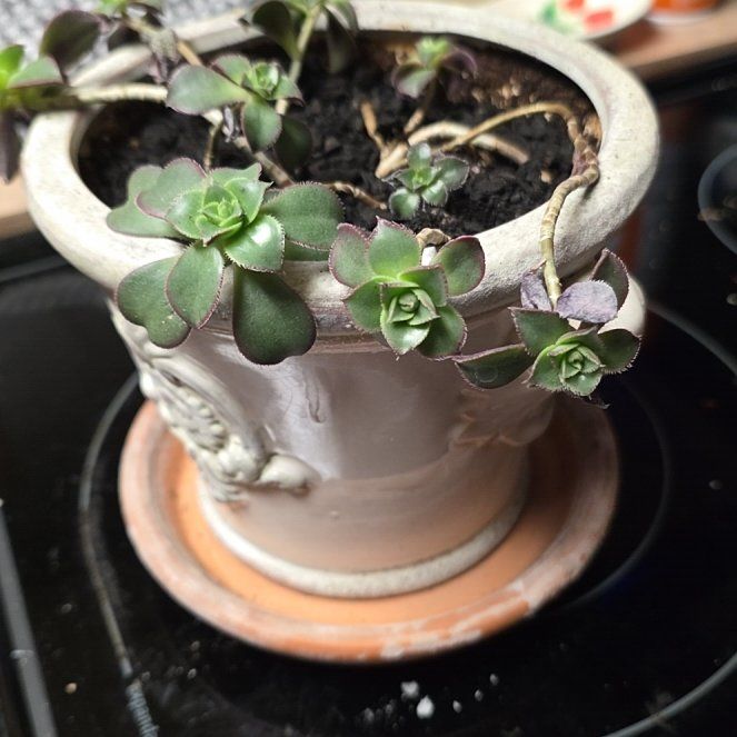 Photo of the plant species Kiwi Aeonium by @LightMaypop named Tolkien on Greg, the plant care app
