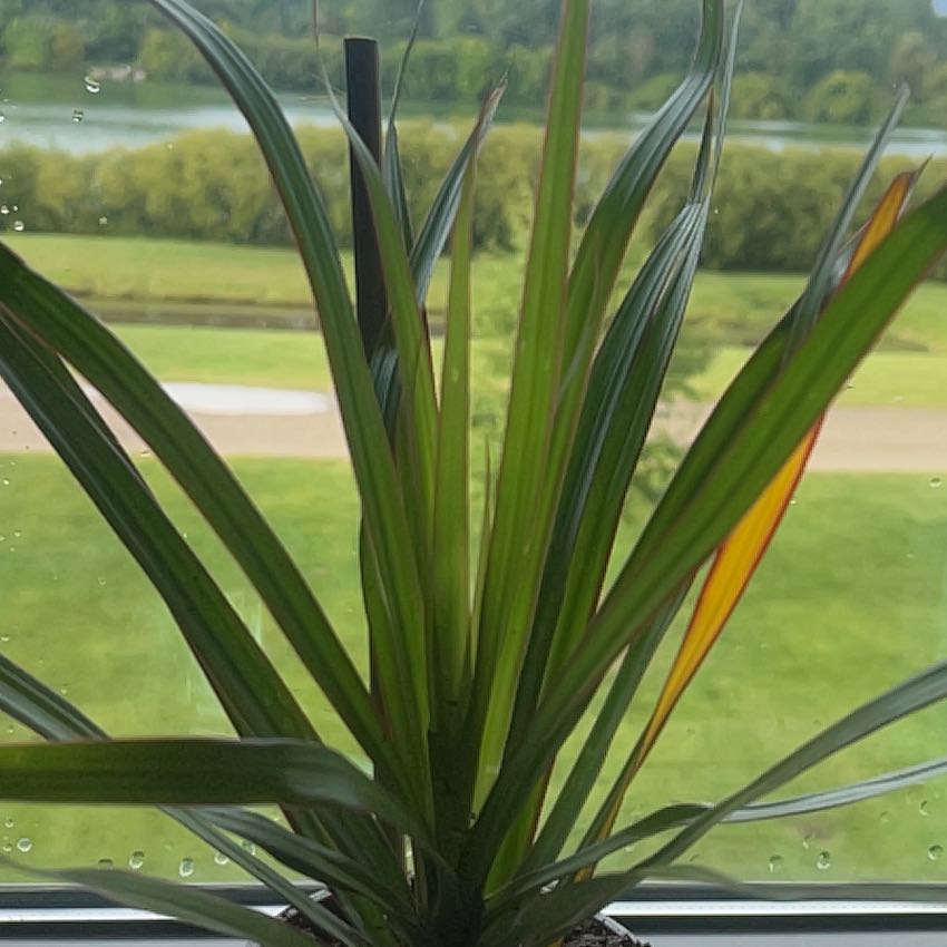New Zealand Flax plant with long, narrow leaves, one of which is yellowing. Placed near a window.