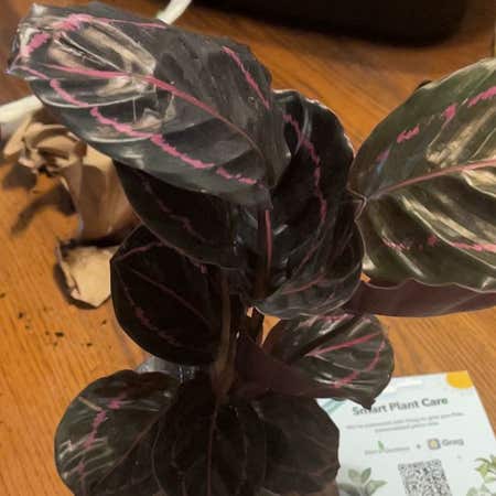 Photo of the plant species Calathea Dottie by @YeveDesertsenna named Nuitari on Greg, the plant care app