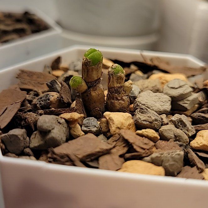Photo of the plant species Bunny Ear Succulent by @ZarfCowpoison named Maya on Greg, the plant care app