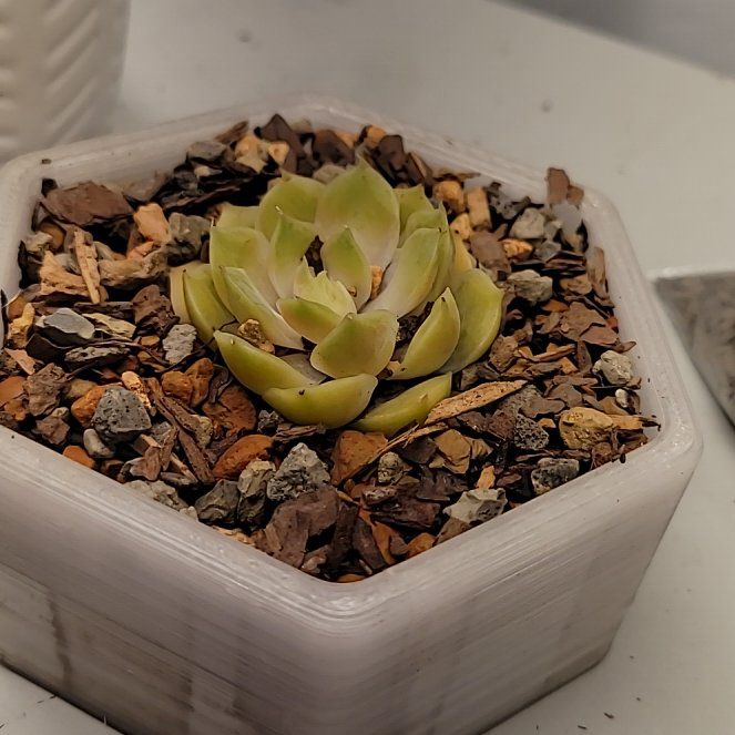 Photo of the plant species Echeveria 'Michella' by @ZarfCowpoison named Forrest on Greg, the plant care app