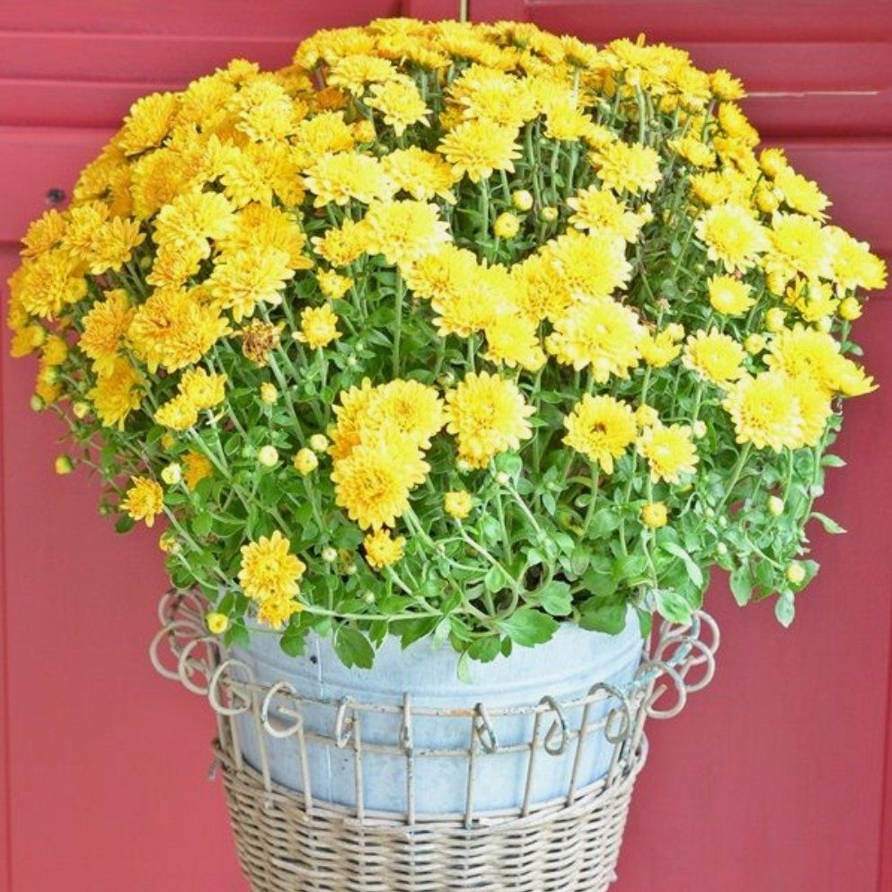 Chrysanthemum plant with vibrant yellow flowers in a decorative pot.