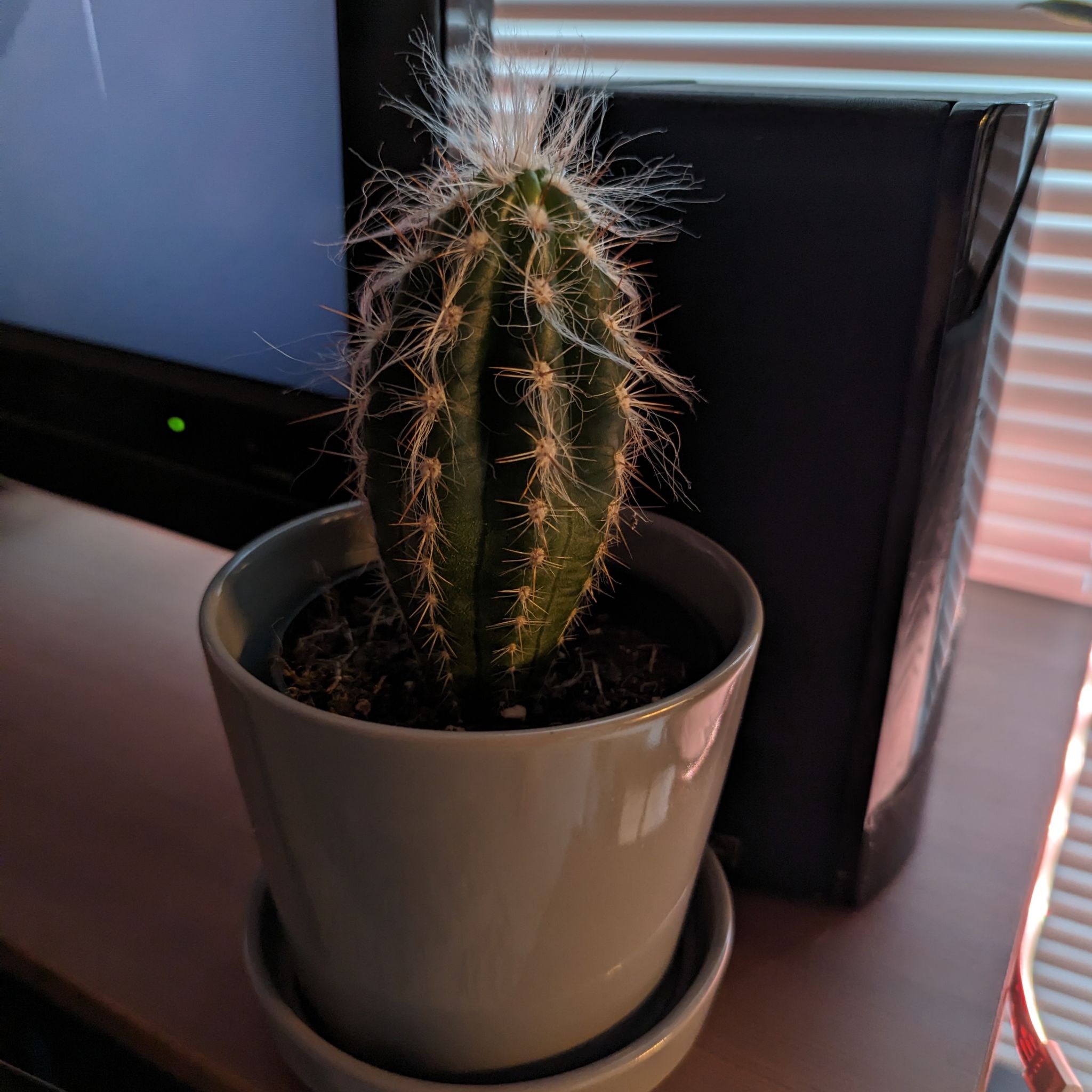 Old Man of the Andes cactus in a pot, healthy with visible soil.