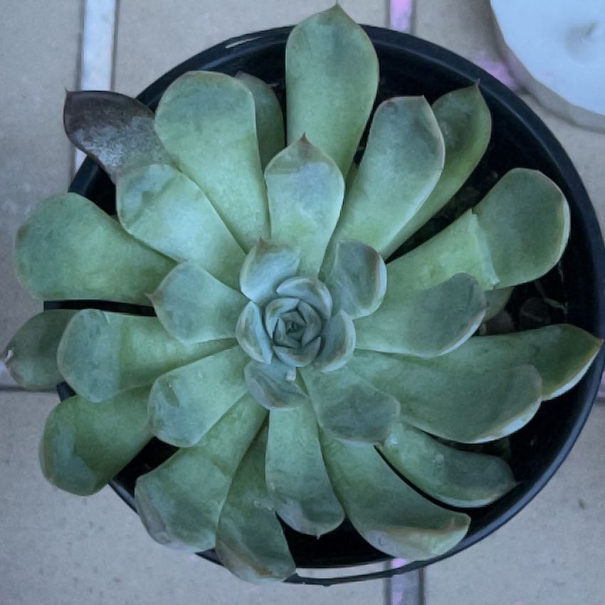 Photo of the plant species Echeveria 'Pink Edge' by @VipGhostplant named Naomi on Greg, the plant care app