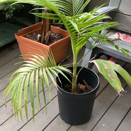 Photo of the plant species Alexandra Palm by @AdeptCaperbush named Bella on Greg, the plant care app