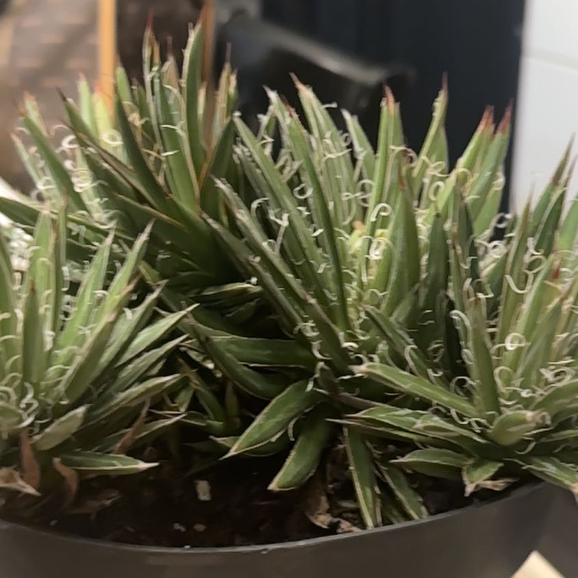 Photo of the plant species Small Flower Agave by @ExoticHawthorn named Pax on Greg, the plant care app