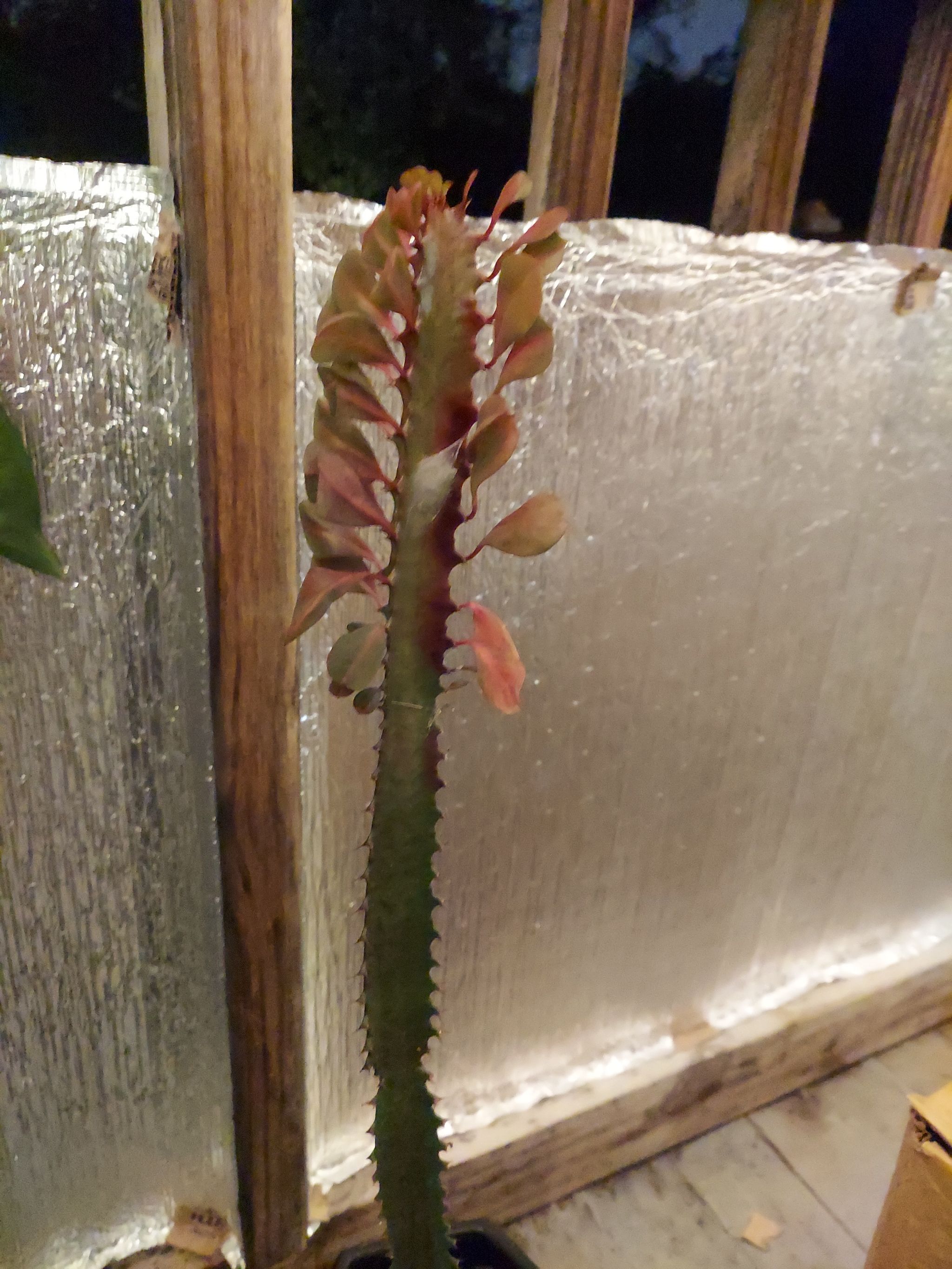Turning red and a couple of leaves drooping