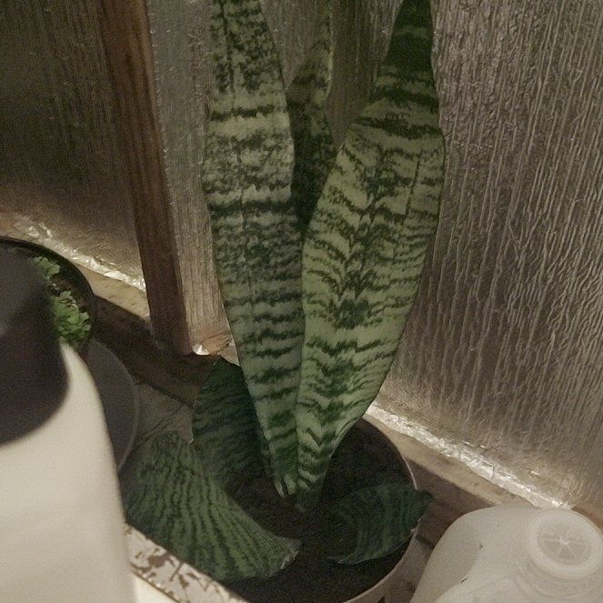 Photo of the plant species Snake Plant Kirkii Pulchra by @PlantyDriver named Windy on Greg, the plant care app