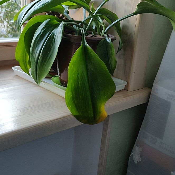 Photo of the plant species Urceolina amazonica by @Lenardiya named Plato on Greg, the plant care app