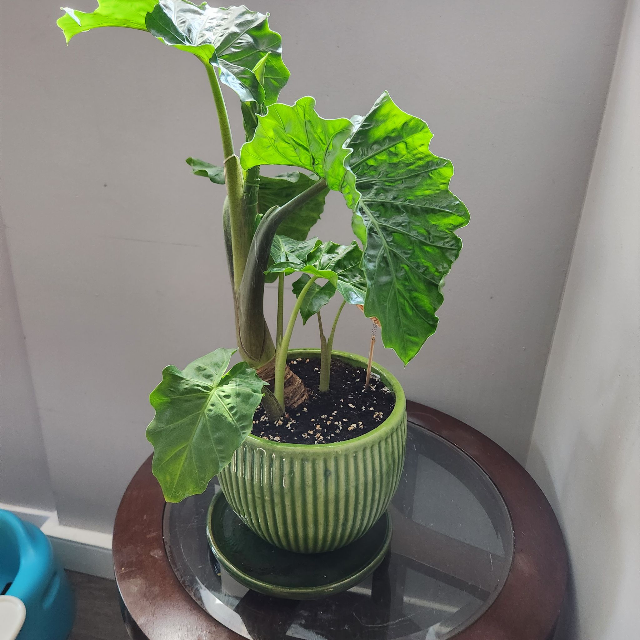 Alocasia 'Low Rider' plant in a green pot on a glass table, appearing healthy.